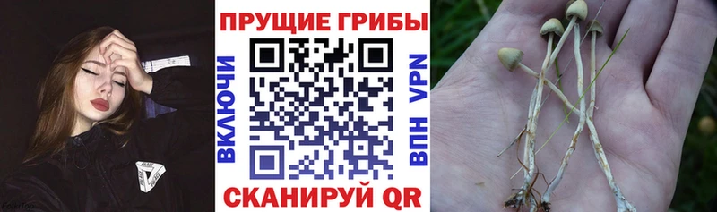 Псилоцибиновые грибы мицелий  Купить где  Пущино 